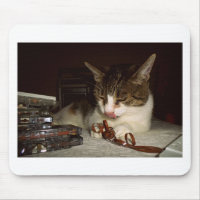 Cat Hungry For Cassettes