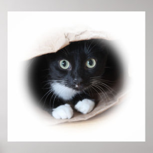 Cat in a bag poster