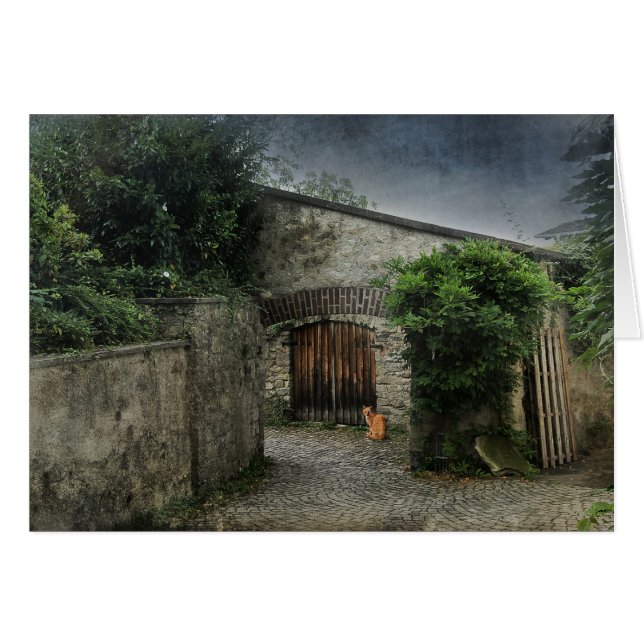 Cat in a courtyard (Front Horizontal)