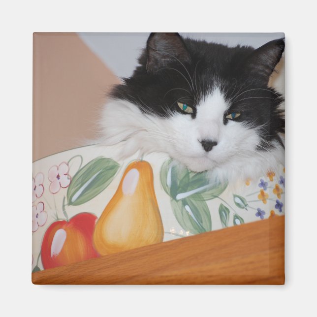 Cat in a Fruit Bowl Magnet (Front)