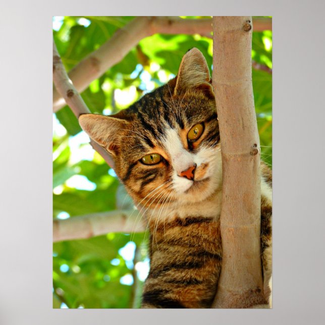 Cat in a Tree  Poster (Front)