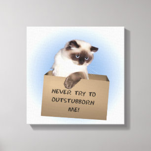 Cat in Box Canvas Print