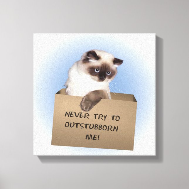 Cat in Box Canvas Print (Front)