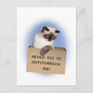 Cat in Box Postcard