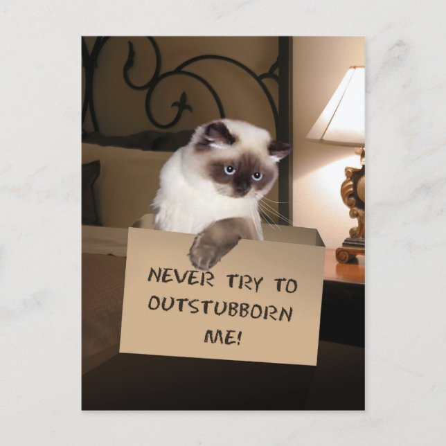 Cat in Box Postcard (Front)