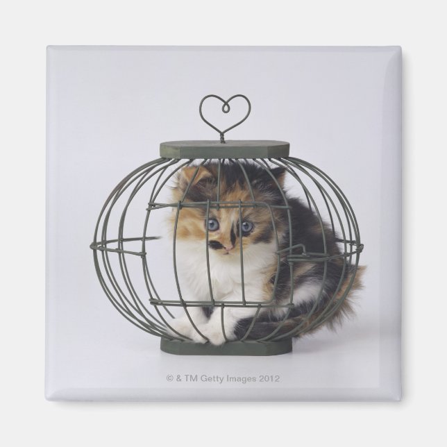 Cat in cage magnet (Front)