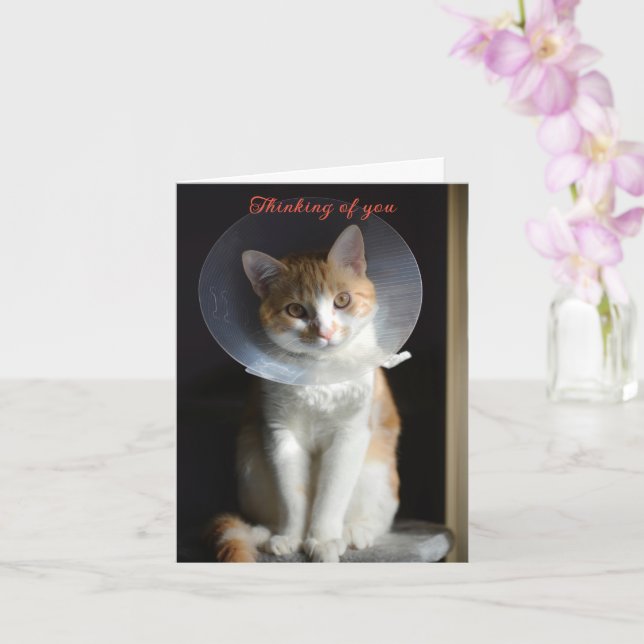  Cat in Cone Thinking of you,  Cat Get well soon Card (Orchid)