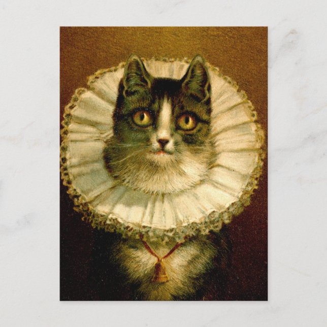Cat in Elizabethan Collar Costume Postcard (Front)