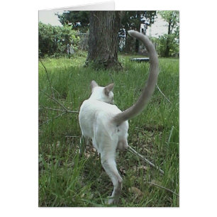 Cat in Grass II