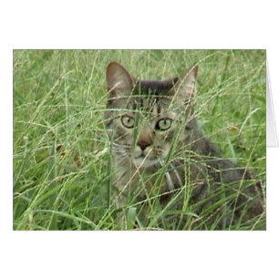 Cat in Grass III