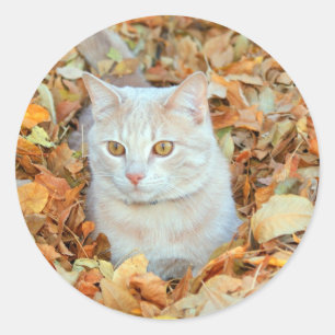 Cat in leaves classic round sticker