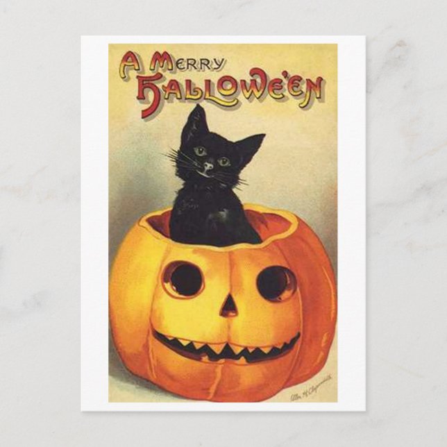 Cat In Pumpkin Postcard (Front)