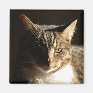 cat in shadows magnet