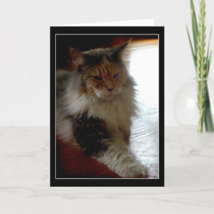 Cat in sunny window photo greeting card