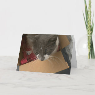 Cat in the Box Card