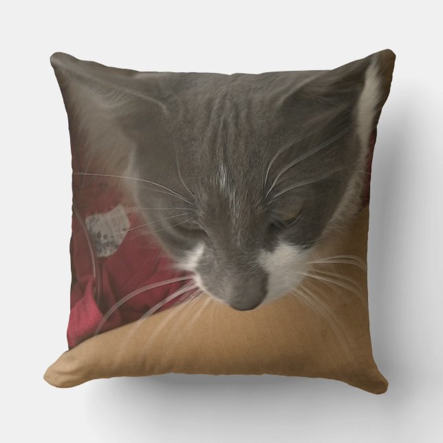 Cat in the Box Cushion (Front)