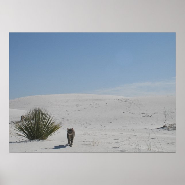 Cat in the Desert Poster (Front)