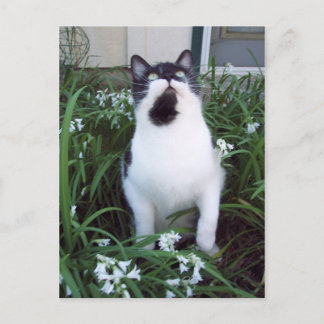 Cat in the flowers postcard