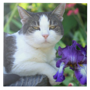Cat in the garden tile