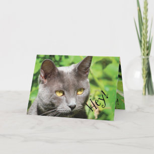 Cat in the sun card