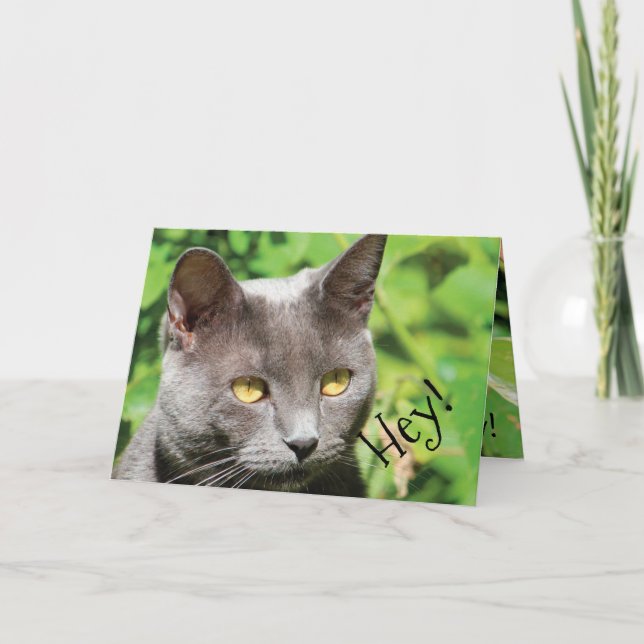 Cat in the sun card (Front)
