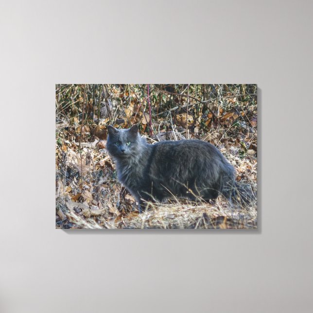 Cat in the Woods Canvas Print (Front)