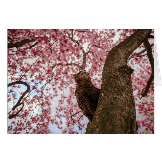 Cat in Tree (Front Horizontal)