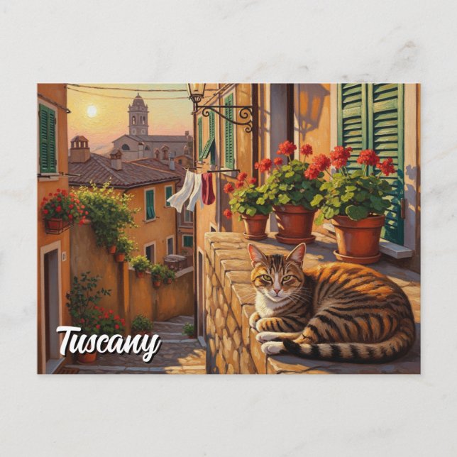 Cat in Tuscany Italy Postcard (Front)