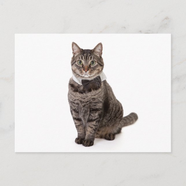 Cat in Tuxedo Postcard (Front)