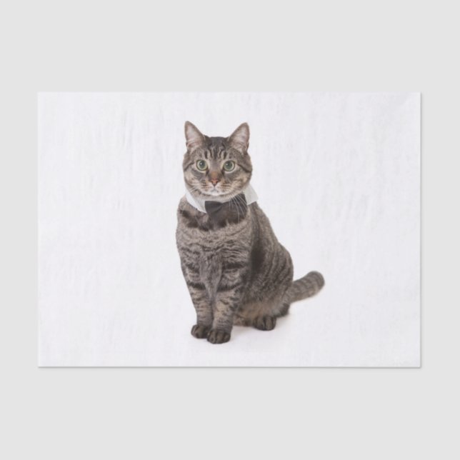 Cat in Tuxedo Tissue Paper (Front)