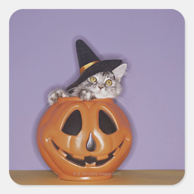 Cat in witch hat inside pumpkin square sticker (Front)