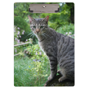 Cat in Zen Garden Clipboard