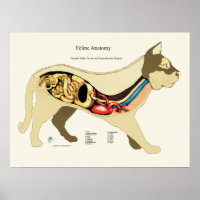 Cat Internal Female Anatomy Veterinary Chart