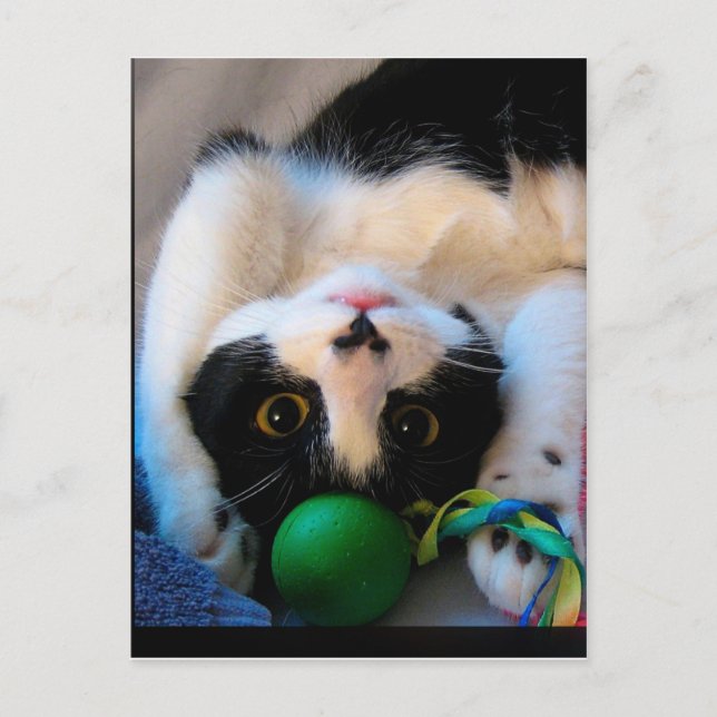 Cat is lying on the bed postcard (Front)