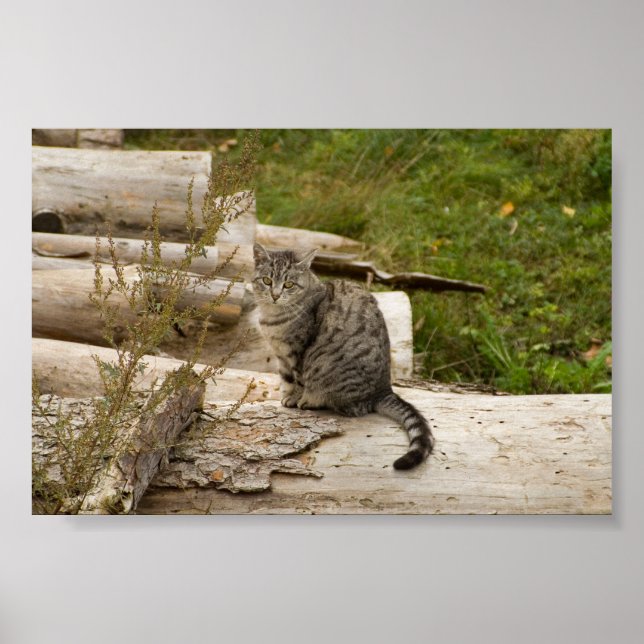 Cat is waiting you - Poster (Front)