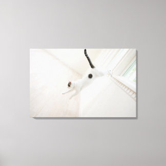 Cat jumping canvas print