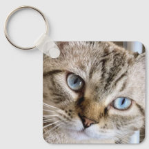 CAT KEY