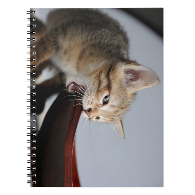 cat, kitten, animal notebook (Front)