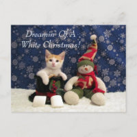 Cat, Kitten, Christmas, Rescue, Photo