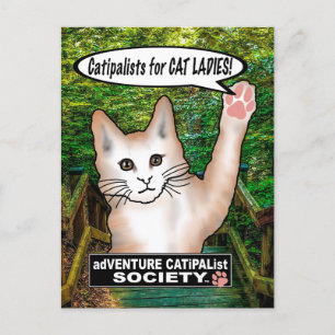 Cat Ladies Cat Postcard
