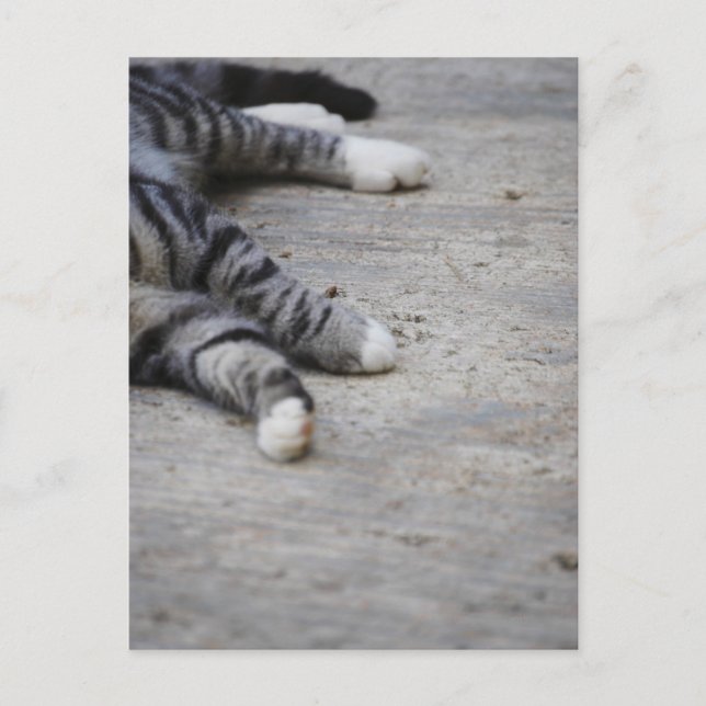 Cat laying on sidewalk postcard (Front)