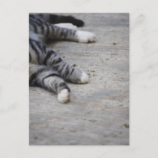 Cat laying on sidewalk postcard