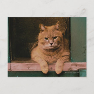 Cat Leans on Windowsill Postcard