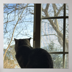 Cat Looking Out Window Poster