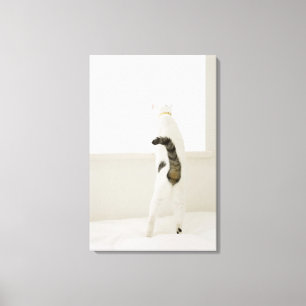 Cat looking out window, rear view canvas print
