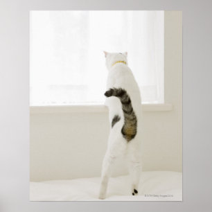 Cat looking out window, rear view poster
