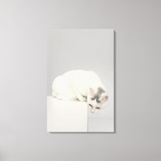 Cat looking over an edge canvas print