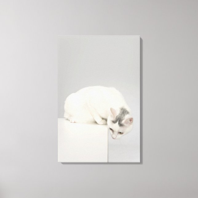 Cat looking over an edge canvas print (Front)