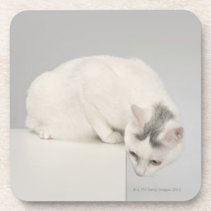 Cat looking over an edge coaster