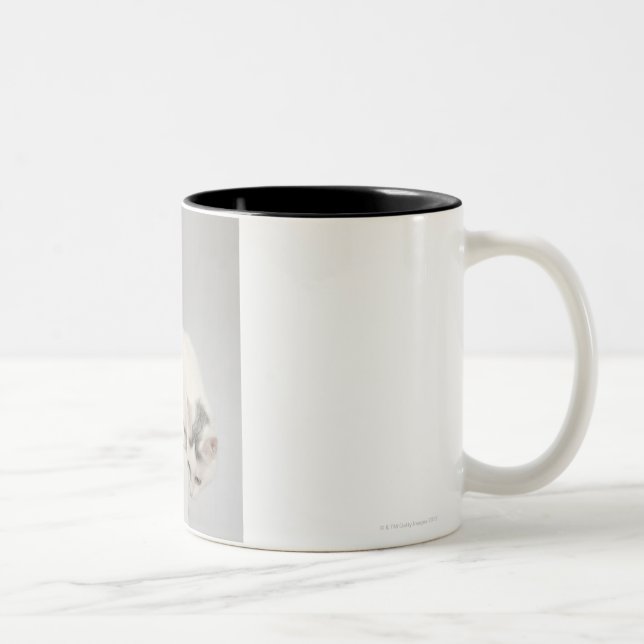 Cat looking over an edge Two-Tone coffee mug (Right)